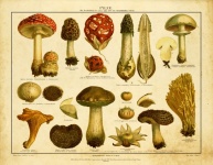 Винтажный художественный принт с грибами