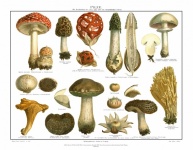 Винтажный художественный принт с грибами