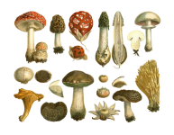 Stampa d'arte vintage di funghi