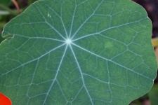 Nasturtium Leaf With Radial Network