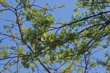 New Green Leaves On A Thorn Tree