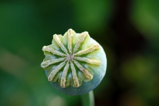 New green poppy seed pod
