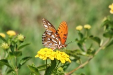 Mariposa naranja en flor