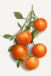 Апельсин фрукты фрукты искусство