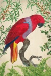 Cartaz de arte vintage do papagaio