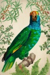 Cartaz de arte vintage do papagaio