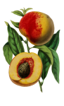 Pfirsichfrucht Vintage Art