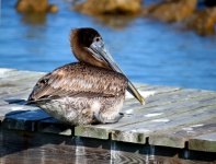 Pelikan ruht auf dem Dock