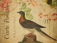 Cartão-postal floral vintage de pombo