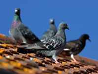Gołębie na dachu