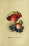 Mushrooms Poisonous Vintage Art