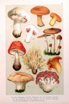 Arte vintage venenosa de cogumelos
