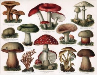 Cogumelos lousa ilustração vintage