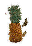 Pineapple Vintage Botanical Art