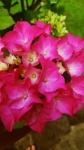 Flores cor de rosa