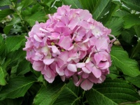Rózsaszín Hortenzia macrophylla