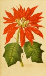 Poinsettia Flower Vintage Art