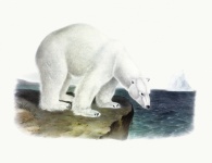 Niedźwiedź polarny w stylu vintage