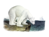 Pictura vintage cu urs polar