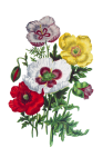 Art vintage de fleurs de pavot
