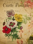 Poppy Flowers Vintage Postcard