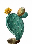 Vintage kunst van cactusvijgen