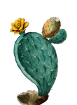 Vintage kunst van cactusvijgen