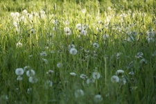 Blowball Dandelion Blossom Meadow