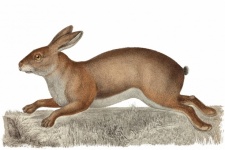 Ilustración de arte vintage de conejo