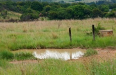 Poça de água da chuva em uma pastagem