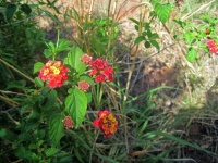Red and yellow flowers on a lantana
