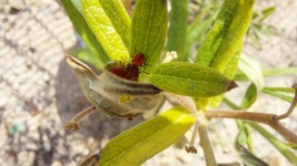 Bug-uri roșii pe plantă