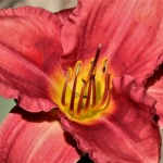 Red Day Lily Macro
