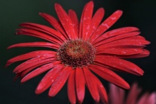Daisy Gerbera rouge et gouttes de pluie