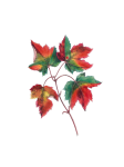 Frunze de arțar roșu Clipart