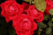 Rote Rosen und Regentropfen