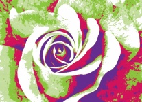 Rose pop art art