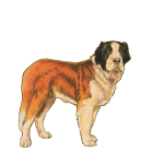 Saint Bernard Dog Vintage Clipart