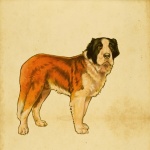 Saint Bernard Dog Vintage