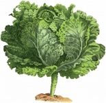 Salad Head Of Cabbage Vintage Art