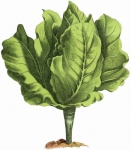 Salad head of cabbage vintage art
