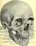 Schedel menselijke anatomie vintage
