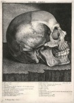 Cráneo anatomía humana vintage
