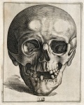 Skalle mänsklig anatomi vintage