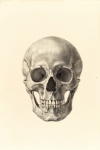Vintage anatomia humana do crânio