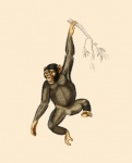 Afiș vintage animal de cimpanzeu