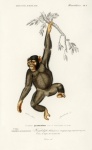 Chimpanzee Vintage Art Old