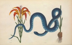 Had květina staré