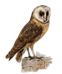 Autocolante Clipart Owl Barn