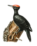 Clipart de pájaro carpintero negro